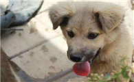 奇努克犬的外貌特征性格