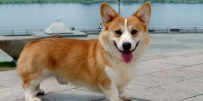 威尔斯柯基犬什么颜色好