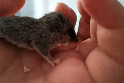 四川毛尾睡鼠好养吗