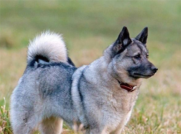 挪威伦德猎犬是哪国的