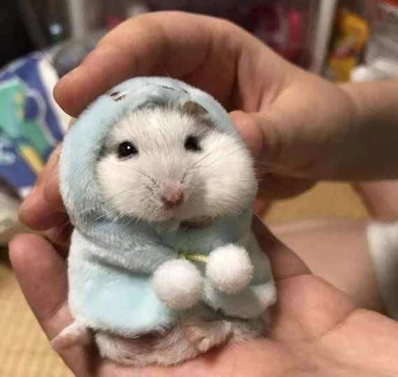 如何挑选熊猫仓鼠