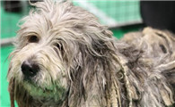 伯格马斯科犬不能吃什么