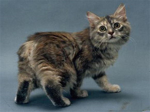 曼岛无尾猫一般能活多久