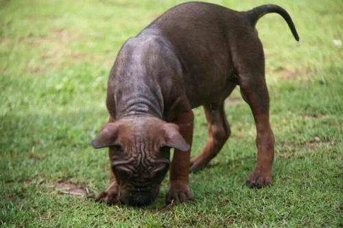 川东猎犬哪种颜色好 川东猎犬哪种颜色好
