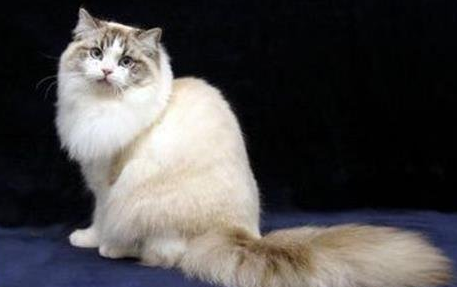 褴褛猫的性格特征 褴褛猫的性格特征