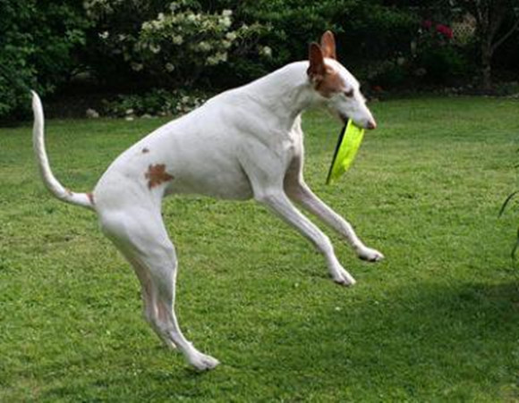 伊比赞猎犬机灵吗 伊比赞猎犬机灵吗