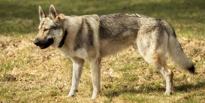 捷克狼犬一般能活多久