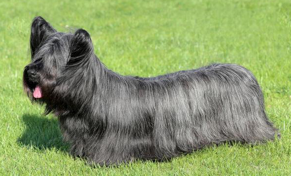 凯斯梗的生活习性