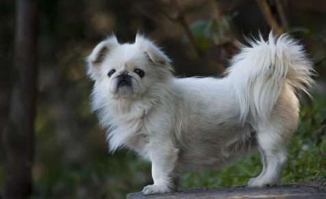 北京犬如何训练