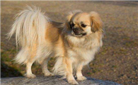 西藏猎犬的用途是什么