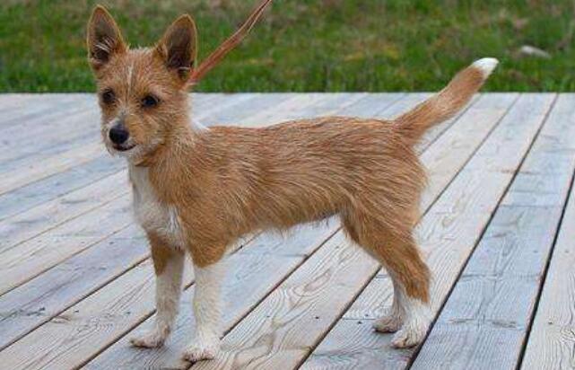葡萄牙波登可犬一般能活多久 葡萄牙波登可犬一般能活多久