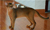 怎么看阿比西尼亚猫多大了