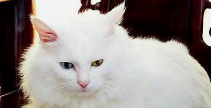 山东狮子猫的性格特征 山东狮子猫的性格特征