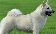 挪威牧羊犬吃多了拉稀怎么办