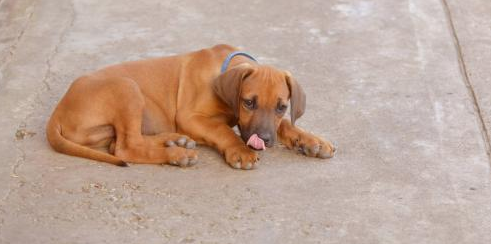 罗德西亚脊背犬多少钱一只