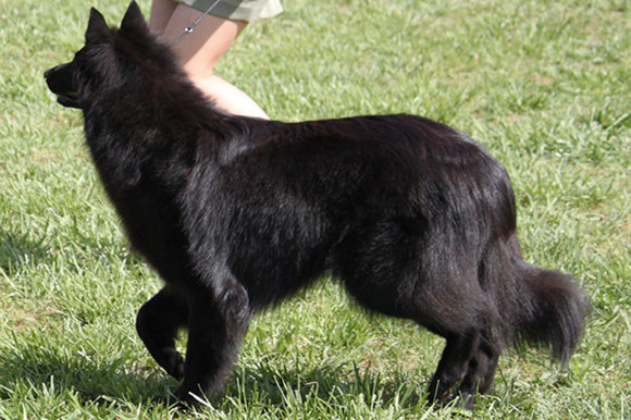 比利时特伏丹犬拉稀应该怎么做