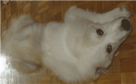 安纳托利亚牧羊犬哪种颜色好