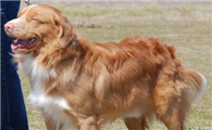 新斯科舍猎鸭犬是哪国的