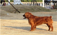 田野小猎犬的生活习性