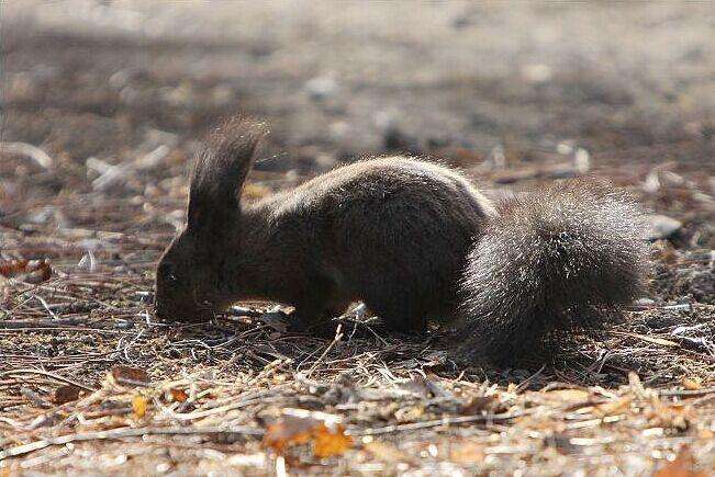 毛耳飞鼠好养吗