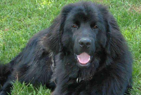 纽芬兰犬起源和介绍 纽芬兰犬起源和介绍