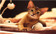 阿比西尼亚猫生病了什么状态