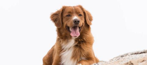 新斯科舍猎鸭犬训练项目 新斯科舍猎鸭犬训练项目