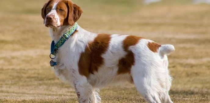 布列塔尼犬一般多少钱 布列塔尼犬一般多少钱