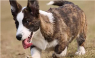 怎么判断威尔斯柯基犬得了什么病