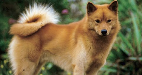 芬兰狐狸犬需要怎么教