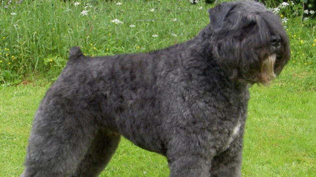 佛兰德牧牛犬机灵吗-宠物网问答