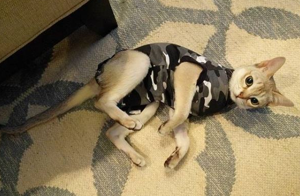 新加坡猫不能吃什么 新加坡猫不能吃什么