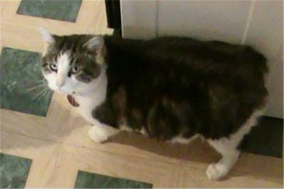 曼岛无尾猫缺点是什么 曼岛无尾猫缺点是什么
