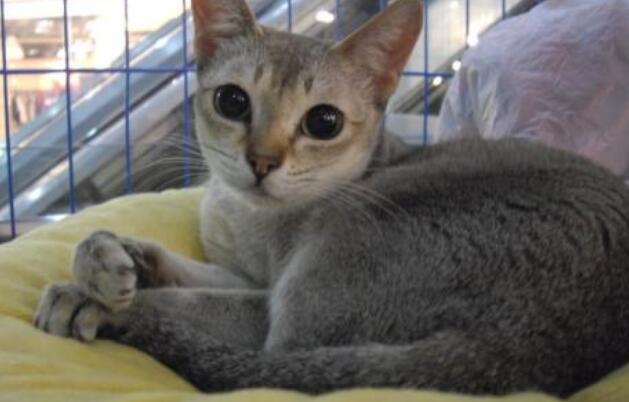 新加坡猫的性格特征 新加坡猫的性格特征