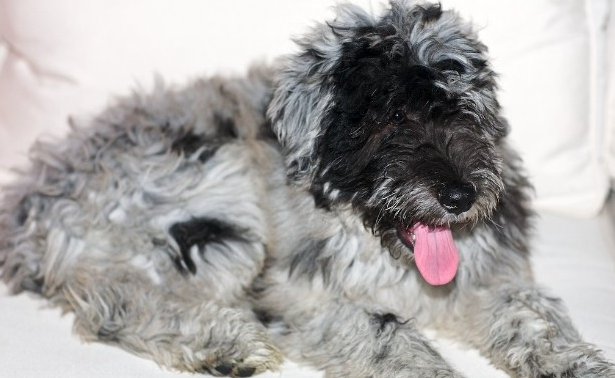 伯格马斯科犬如何训练 伯格马斯科犬如何训练