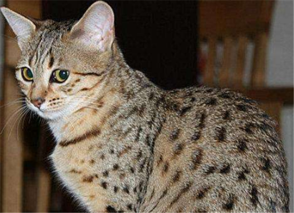 埃及猫寿命多久