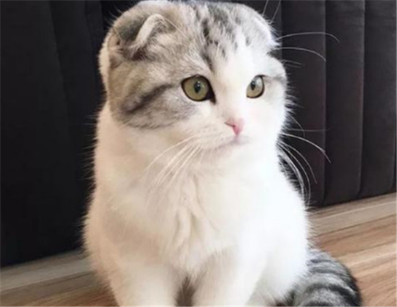 折耳猫有什么特点 折耳猫有什么特点