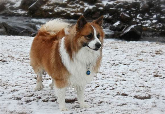 冰岛牧羊犬的外貌特征性格 宠物网问答