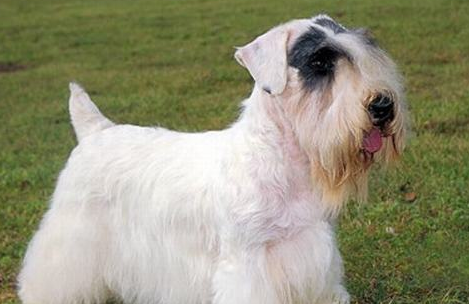 凯斯梗一般多少钱