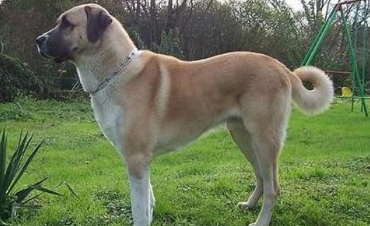 安纳托利亚牧羊犬窝咳应该怎么办