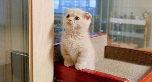 折耳猫生病了什么状态 折耳猫生病了什么状态