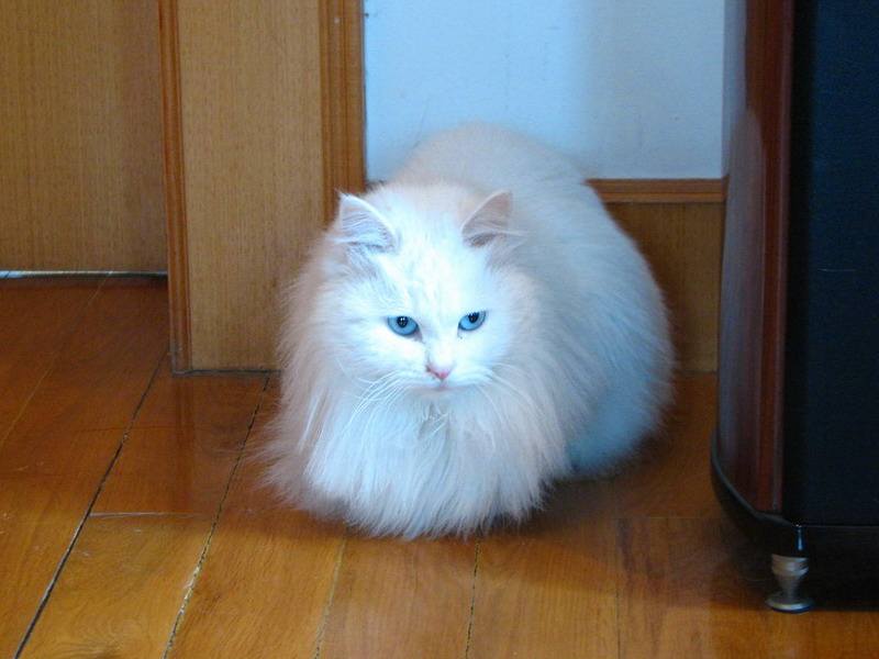 山东狮子猫适合吃什么 山东狮子猫适合吃什么