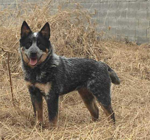 佛兰德牧牛犬吐了需要怎么办