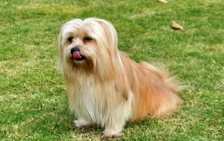 西施犬该怎么喂养