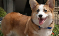 威尔斯柯基犬多大产仔