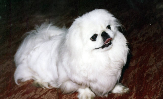北京犬不能吃什么