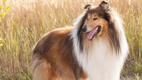 柯利犬机灵吗 柯利犬机灵吗
