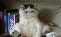 异国短毛猫的缺点是什么
