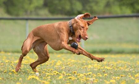 维兹拉犬喜欢什么 维兹拉犬喜欢什么