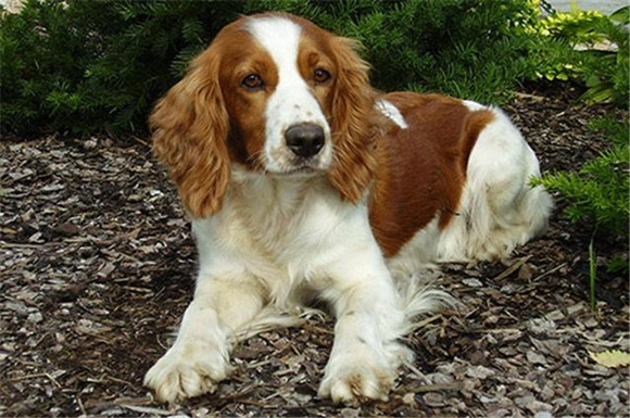 威尔士跳猎犬训练技巧